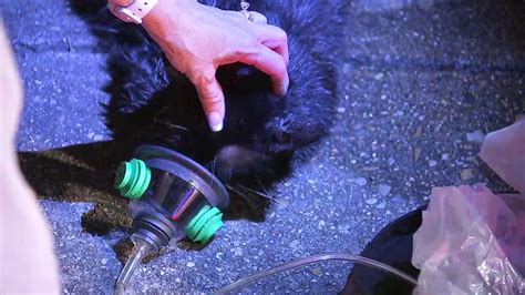 Video Cy Fair Firefighters Revive Cats Pulled From Burning Home Abc13 Houston