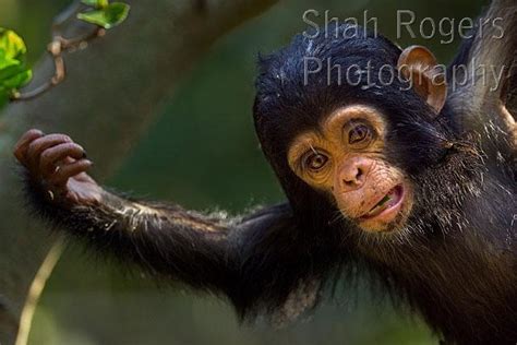 Eastern Chimpanzee Infant Male Fifty Aged 9 Months Playing In A Tree