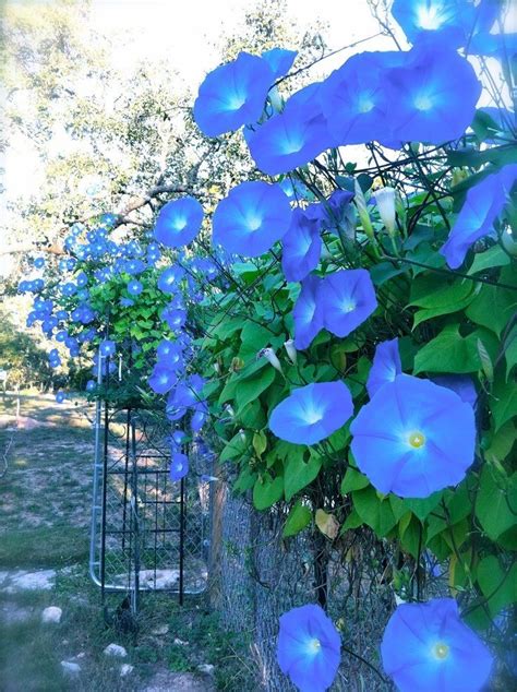 Morning Glories To Grow Along The Fence Flowers Blue Morning Glory