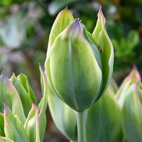 Tulipa Green King Buy Plants At Coolplants