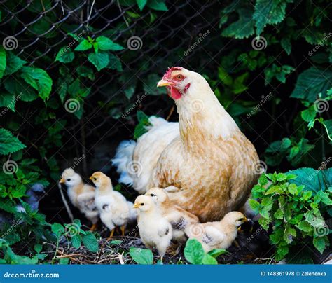 Mother Hen And Protecting Chicks Stock Photo Image Of Food Feather