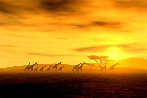 Fototapete Africa Sunset 02