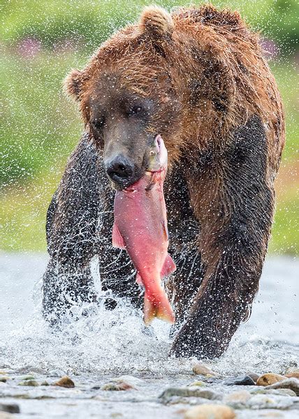 Alaskan Grizzly Bears 2016 Rimma Aronov