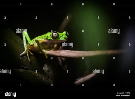 Newquay Zoos Lemur Leaf Frog Stock Photo Alamy