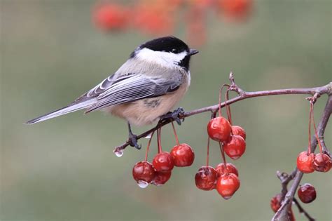 Top 28 Backyard Birds In Ontario Free Picture Id Printable Bird