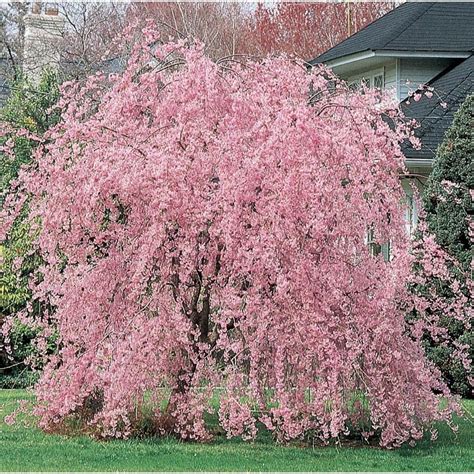Weeping Pink Cherry Tree Seeds Flowering Japanse Ornimental Etsy
