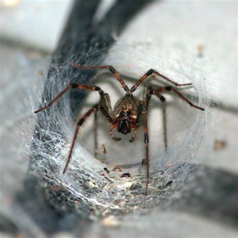 A random hole in the middle of your lawn is. Funnel Web Or Trap Door Spider - Sydney's Best Pest Control