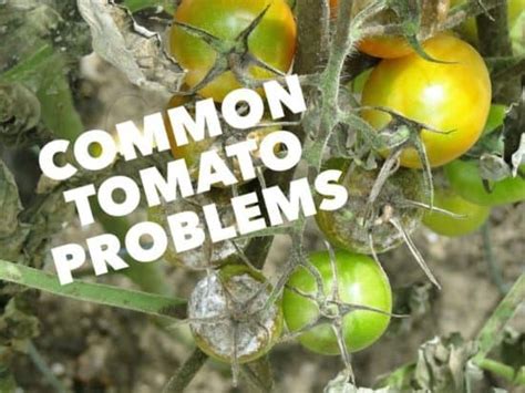 Common Tomato Fruit Problems Gardening Channel