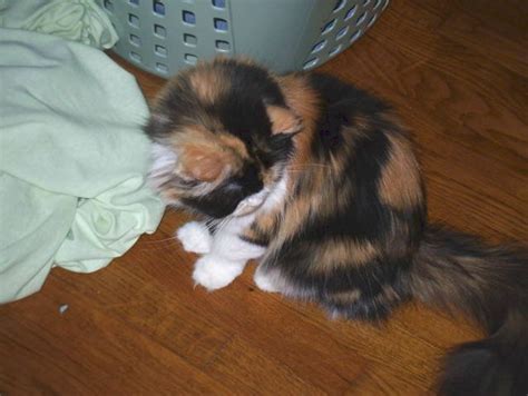 Looking for a kitten or cat in connecticut? Calico Persian FOR SALE ADOPTION from Johnstown Ohio ...
