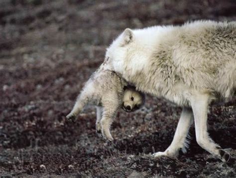 Arctic Wolf Carrying Pup Baby Animals Funny Young Animal Baby Wolves