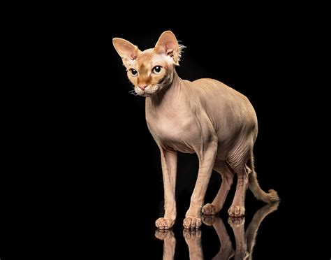 Puddin The Sphynx Cat Scottish Cat Photography Sphynx Cat Photographer