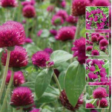 Gomphrena Globosa Cv Globe Amaranth ‘buddy Purple Seed X50 Ole