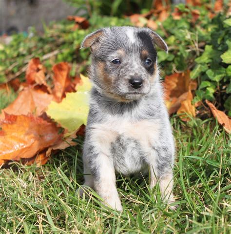 These australian cattle dog puppy costs are very hard to be priced and have a high fluctuation. queensland heelers california - Yahoo Search Results | Australian cattle dog, Heeler, Cattle dog