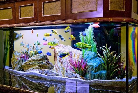 Top 7 Tips To Decorate Your Aquarium Fish Tank Decorations Fresh