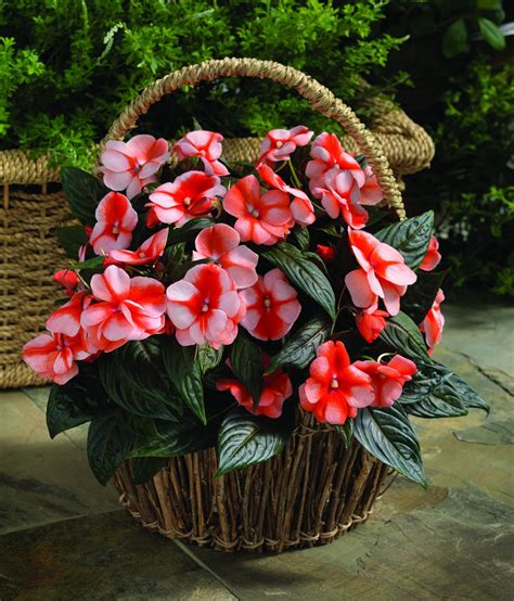 Impatiens New Guinea Florific Sweet Orange F1 All America Selections