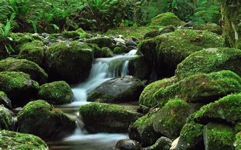 Water Falling Through The Mossy Rock Wallpaper Nature Wallpapers 52644