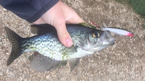 Fishing For Spawning Black Crappie Youtube