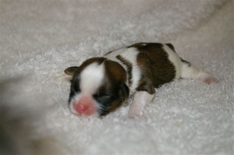 Molly, a baby shih tzu, has just arrived in her new home and is about to spend her first night in her puppy apartment. New born | Shih tzu puppy, Shih tzu, Puppies