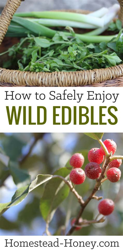 Foraged Food How To Safely Enjoy Wild Edibles Wild Edibles Edible