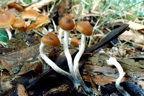 Magic Mushroom Poisonous Plants And Fungi Te Ara Encyclopedia Of