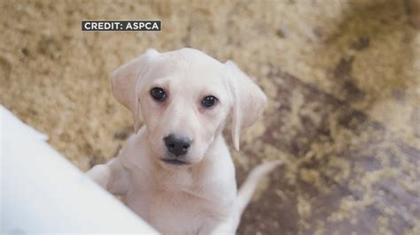 Aspca 48 Dogs Rescued From Grim Wisconsin Puppy Mill Youtube