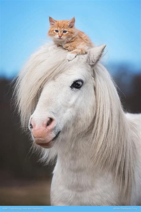 Shetland Pony Cute Ponies Cute Animals Tabby Kitten Orange