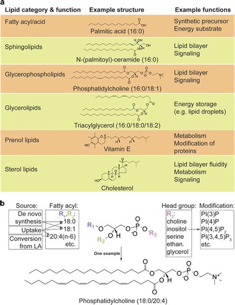 Lipids Definition Classification Functions Biochemistry Lipids My Xxx