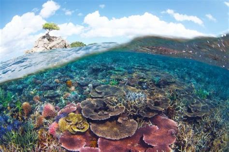The environmental consultant helps gather information and make recommendations on the possible outcome of specific projects and policies. Malaysia's biggest Marine Protected Area declared in Sabah ...