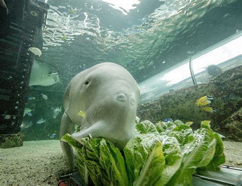 Aquarium Opening Hours When To Visit Sea Life Sydney