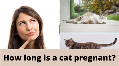How Long Is A Cat Pregnant 5 Stages Of Cat Pregnancy Zoological World