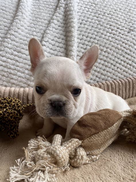 The french bulldog is known for its loyalty; Cream French Bulldog Male: Vance-SOLD - The French Bulldog