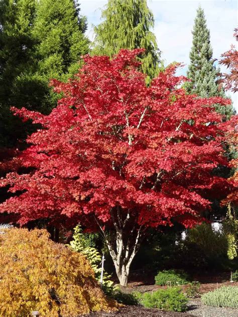 Maybe you would like to learn more about one of these? Acer palmatum Atropurpureum - Japanse Esdoorn online kopen ...
