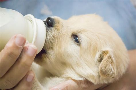 Bottle Feeding A Puppy Perth Vet Emergency
