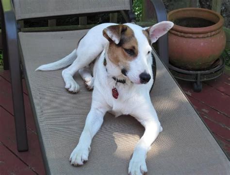 A brilliant workaholic, the border collie or scottish sheepdog, is a herding livestock dog that uses the eye, stamina, and high energy to work in pastoral environments. Adopt Ricky on | Jack russell terrier, Puppies, Border collie