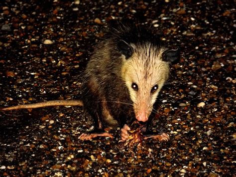 Opossum Atchafalaya Basin La Brad Gloriosos Personal Website