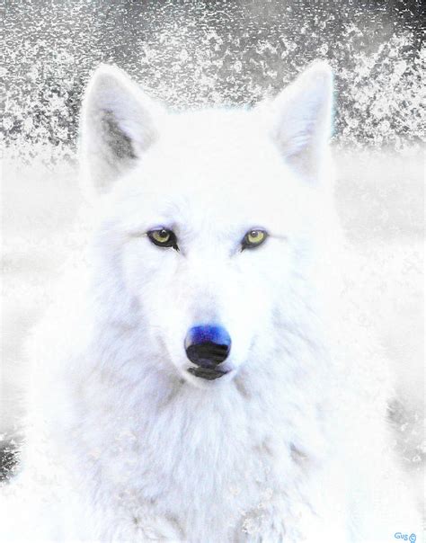 Snow Wolf Photograph By Nick Gustafson