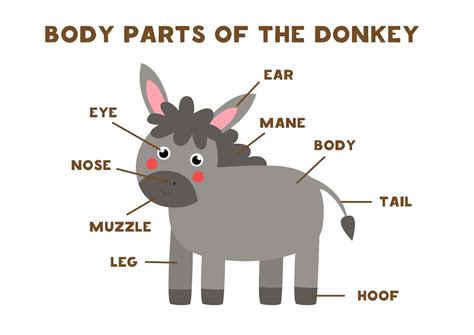 Premium Vector Body Parts Of The Cute Cartoon Farm Donkey Animals