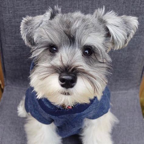 Or rather, teach your puppy how to bite right. how to teach puppy not to bite clothes in 2020 | Schnauzer ...