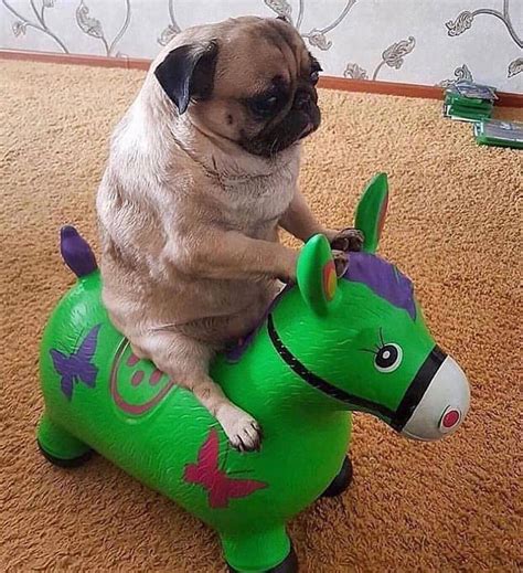 The Stylish Pug™ On Instagram “yey Is He Having Fun😅 Comment