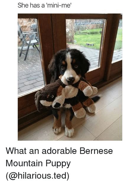 She Has A Mini Me What An Adorable Bernese Mountain Puppy Funny Meme