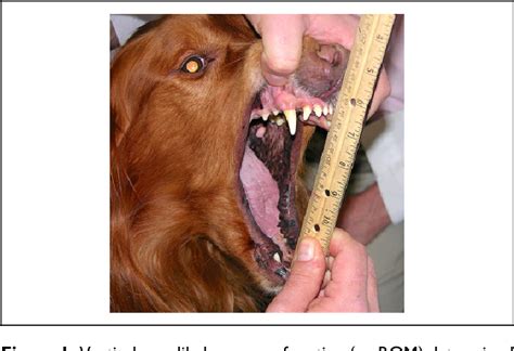 Figure 1 From Treatment Outcome Of 22 Dogs With Masticatory Muscle