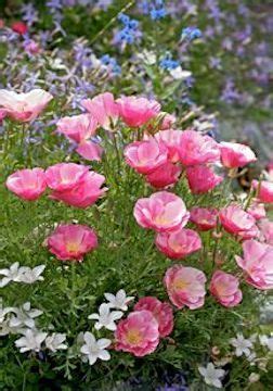 Maybe you would like to learn more about one of these? Pink California poppies are drought resistant, and thus ...