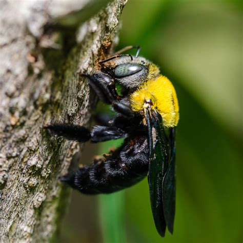 Carpenter Bees Information Behaviour And Australian Habitat