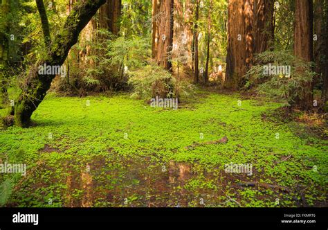 Muir Woods Ancient Redwood Forestcalifornia Stock Photo Alamy