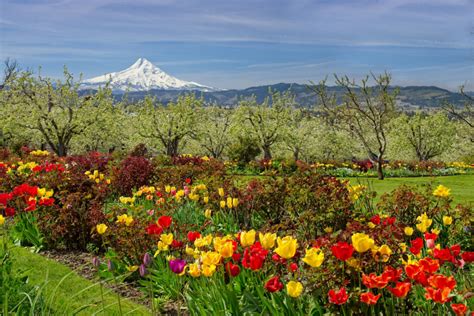 Best Places To Visit In The Pacific Northwest During The Spring