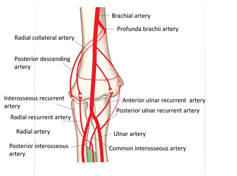 A collateral relative a collateral inherited the estate. Arm and Cubital Fossa - Anatomy QA