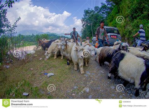 Pokhara Nepal September 04 2017 Shepherds Take Care Of Flocks Of Goats Going Along The