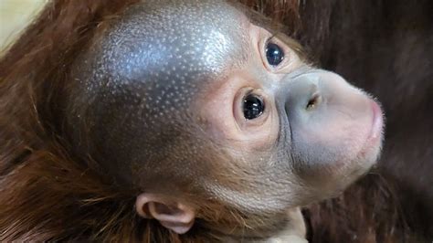 Critically Endangered Orangutan Baby On View At Paignton Zoo Bbc News