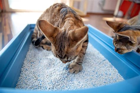 Excessive Digging In The Litter Box How To Help Your Cat Litter