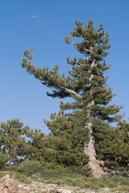 Limber Pine Los Padres Forestwatch